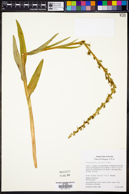 Platanthera stricta image