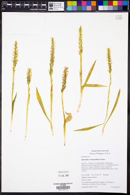 Spiranthes romanzoffiana image