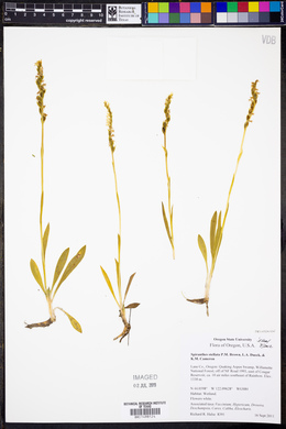 Spiranthes stellata image