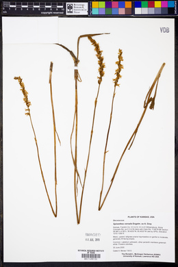 Spiranthes vernalis image