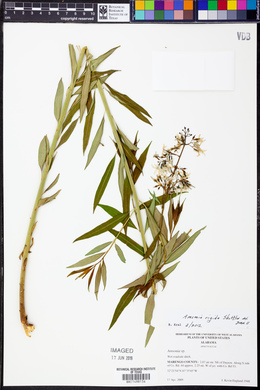 Amsonia rigida image