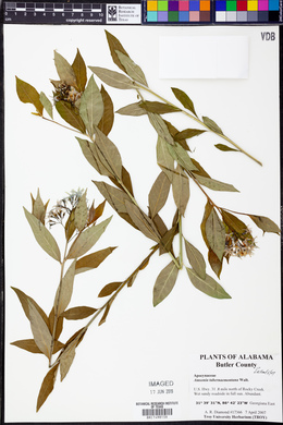 Amsonia tabernaemontana image