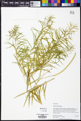 Amsonia ciliata image