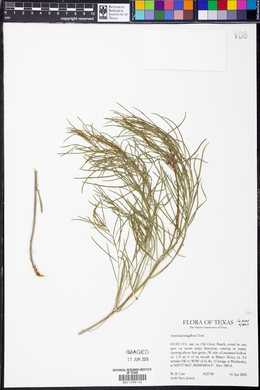 Amsonia longiflora image