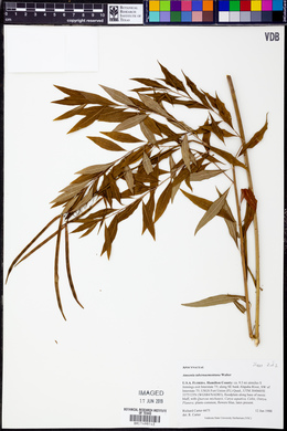 Amsonia tabernaemontana image