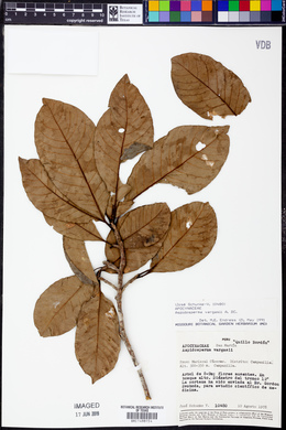 Aspidosperma parvifolium image