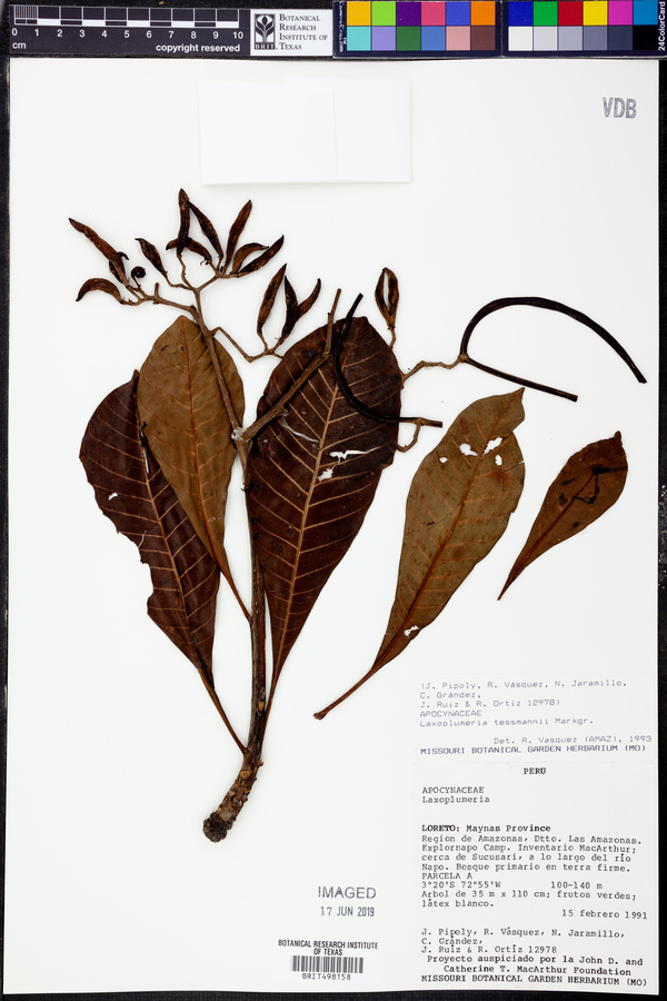 Laxoplumeria tessmannii image