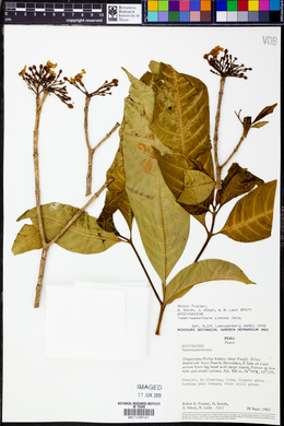 Tabernaemontana cymosa image