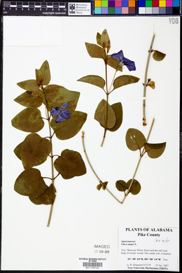 Vinca major image