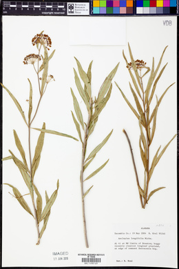 Asclepias longifolia image