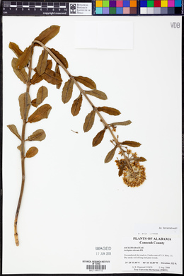 Asclepias obovata image