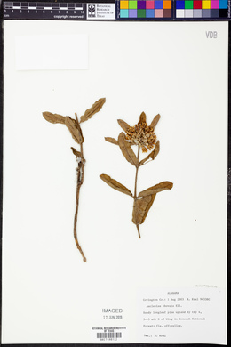 Asclepias obovata image