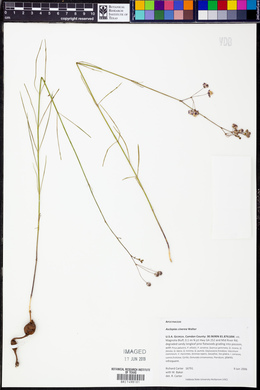 Asclepias cinerea image