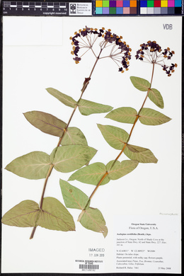 Asclepias cordifolia image