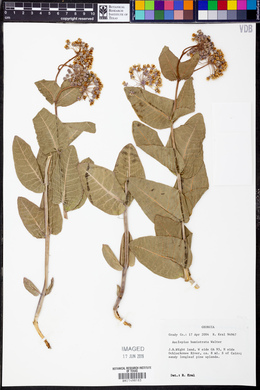 Asclepias humistrata image