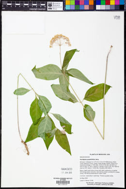 Asclepias quadrifolia image