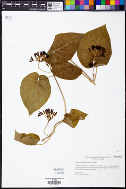 Matelea decipiens image