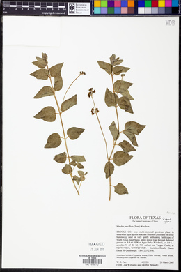 Matelea parviflora image