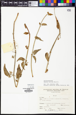 Matelea aliciae image