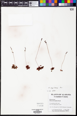 Drosera capillaris image