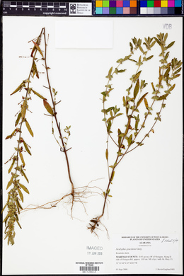 Acalypha gracilens image