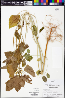 Acalypha ostryifolia image