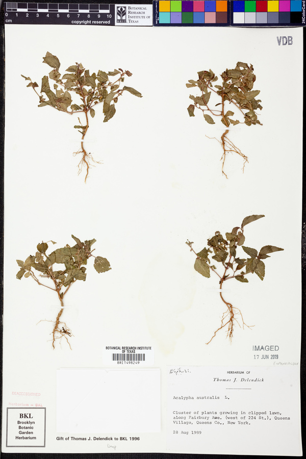 Acalypha australis image