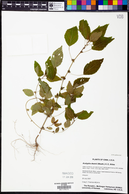 Acalypha deamii image