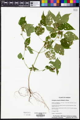 Acalypha deamii image