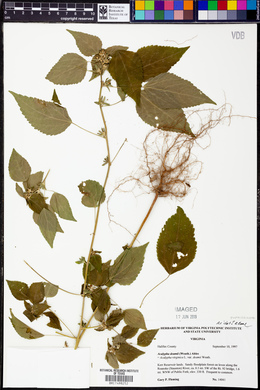 Acalypha deamii image