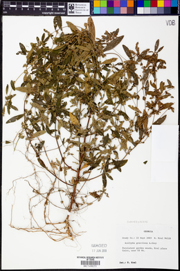 Acalypha gracilens image