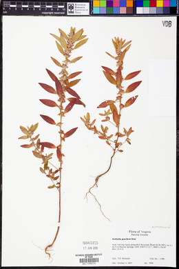 Acalypha gracilens image