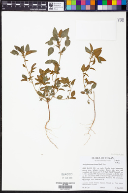 Acalypha neomexicana image