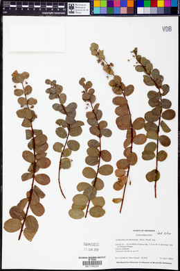 Andrachne phyllanthoides image