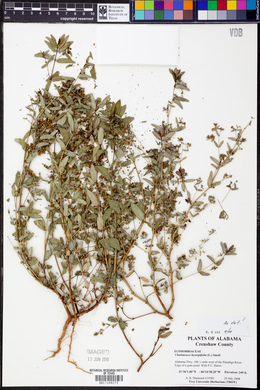 Chamaesyce hyssopifolia image