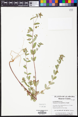 Chamaesyce hyssopifolia image