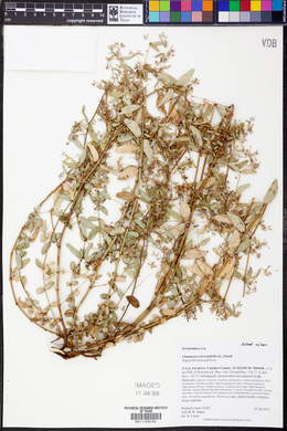 Chamaesyce hyssopifolia image