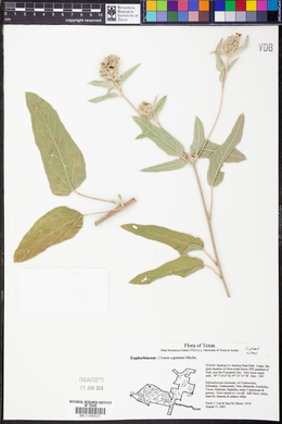 Croton capitatus image