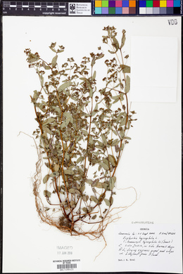 Chamaesyce hyssopifolia image