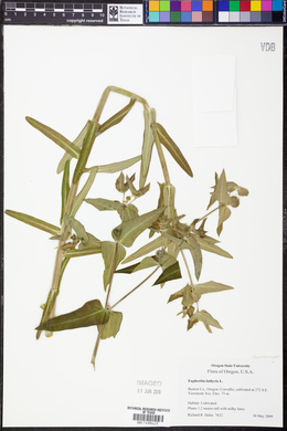 Euphorbia lathyris image