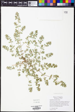 Euphorbia prostrata image