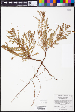 Phyllanthus abnormis image