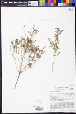 Phyllanthus abnormis image