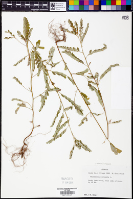 Emblica urinaria image