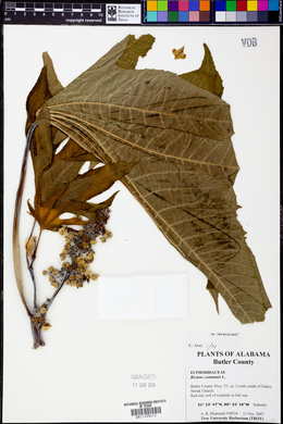 Ricinus communis image