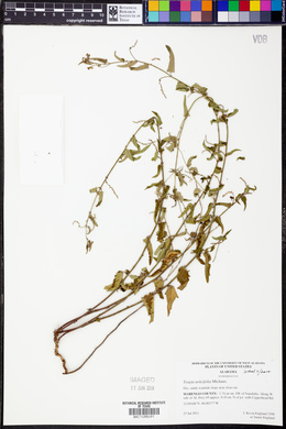 Tragia urticifolia image