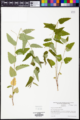 Tragia urticifolia image