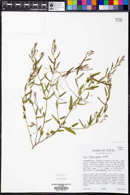 Tragia betonicifolia image