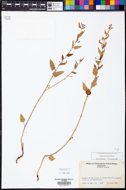 Tragia urticifolia image