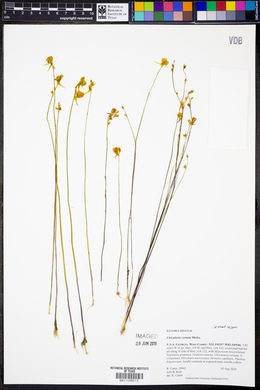 Utricularia cornuta image